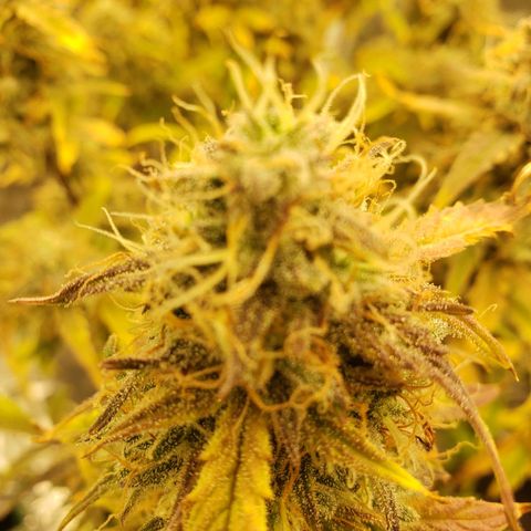 Geloctane  growlog photo: I'm excited to see how much I get from the 2 Khalifa Kush auto flowers because the one was stunted it can't weigh more than 10 g 