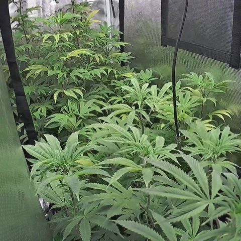 Geloctane  growlog photo: These vivosun grow  camera is nice to have 