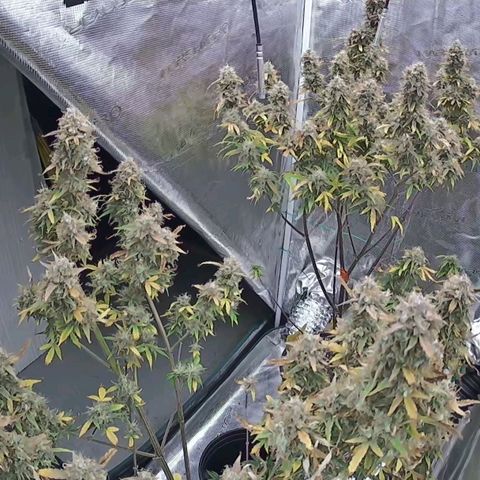 Geloctane  growlog photo: These vivosun grow  camera is nice to have 