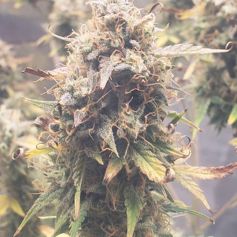 Geloctane  growlog photo: Chopping these 2 kalifa Kush down in a few days 