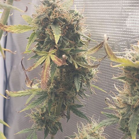 Geloctane  growlog photo: Chopping these 2 kalifa Kush down in a few days 