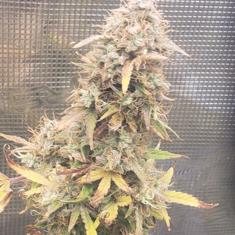 Geloctane  growlog photo: Chopping these 2 kalifa Kush down in a few days 