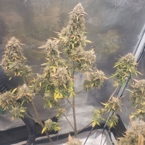 Geloctane  growlog photo: Chopping these 2 kalifa Kush down in a few days 