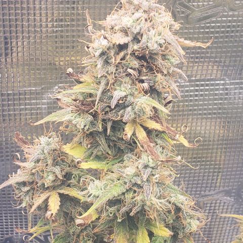 Geloctane  growlog photo: Chopping these 2 kalifa Kush down in a few days 