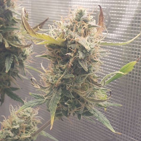 Geloctane  growlog photo: Chopping these 2 kalifa Kush down in a few days 
