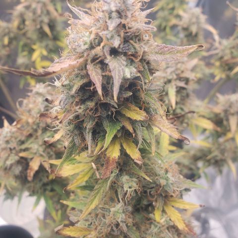 Geloctane  growlog photo: Chopping these 2 kalifa Kush down in a few days 