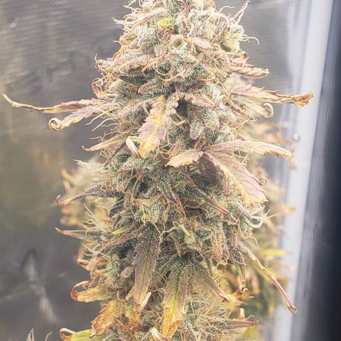 Geloctane  growlog photo: Chopping these 2 kalifa Kush down in a few days 