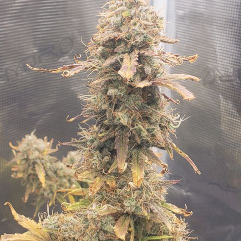 Geloctane  growlog photo: Chopping these 2 kalifa Kush down in a few days 