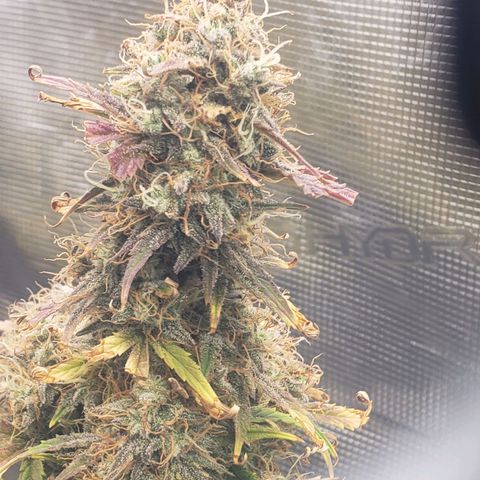 Geloctane  growlog photo: Chopping these 2 kalifa Kush down in a few days 