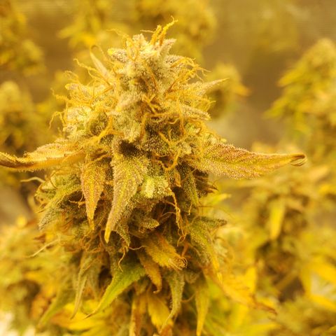Geloctane  growlog photo: Almost 