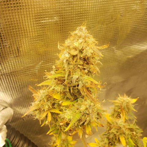 Geloctane  growlog photo: Almost 