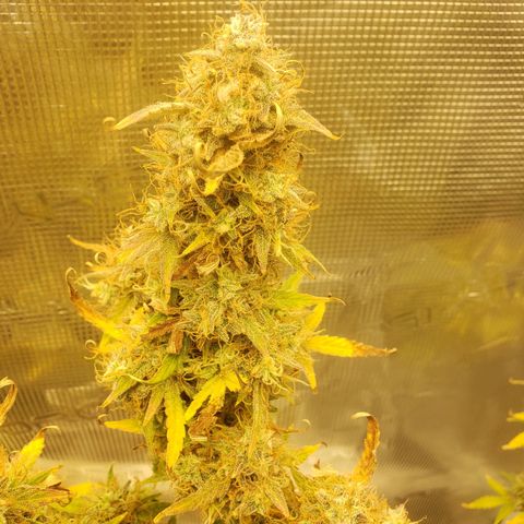 Geloctane  growlog photo: Almost 
