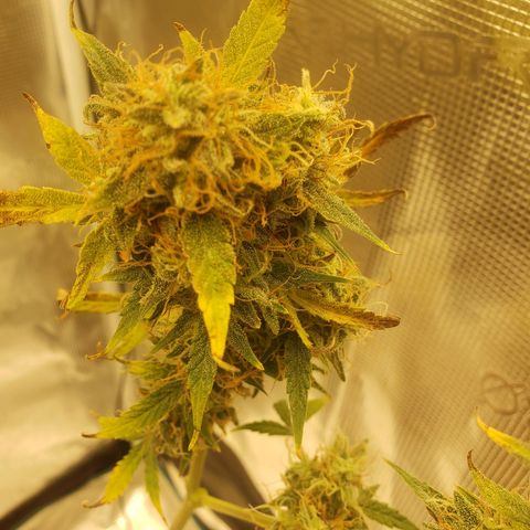 Geloctane  growlog photo: Almost 