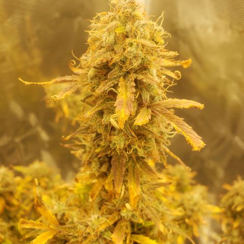 Geloctane  growlog photo: Almost 