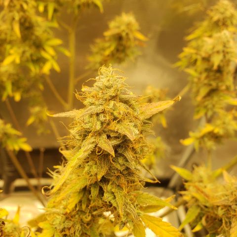 Geloctane  growlog photo: Almost 