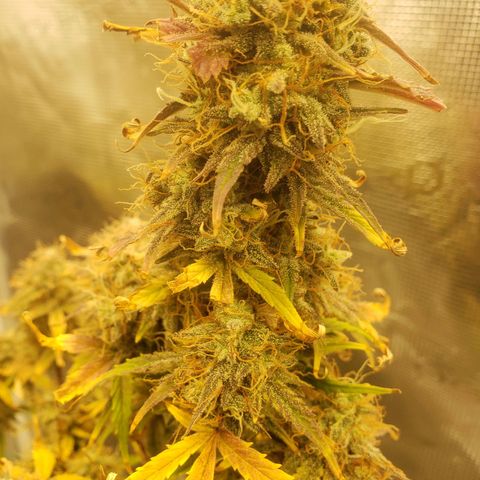 Geloctane  growlog photo: Almost 