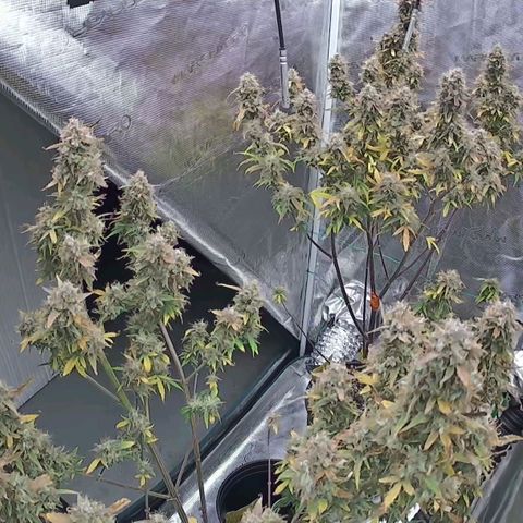 Geloctane  growlog photo: Watered both tents 