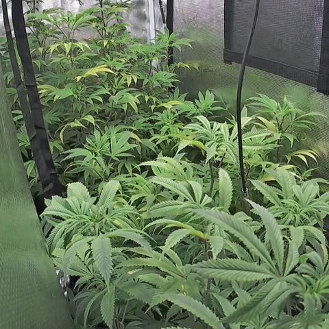 Geloctane  growlog photo: Watered both tents 