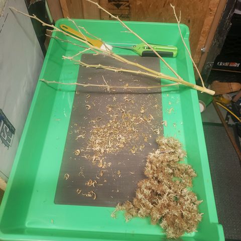 Geloctane  growlog photo: 17g  Khalifa Kush Autoflower very larfy 6:00pm