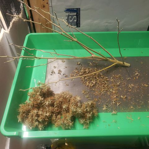 Geloctane  growlog photo: 17g  Khalifa Kush Autoflower very larfy 6:00pm