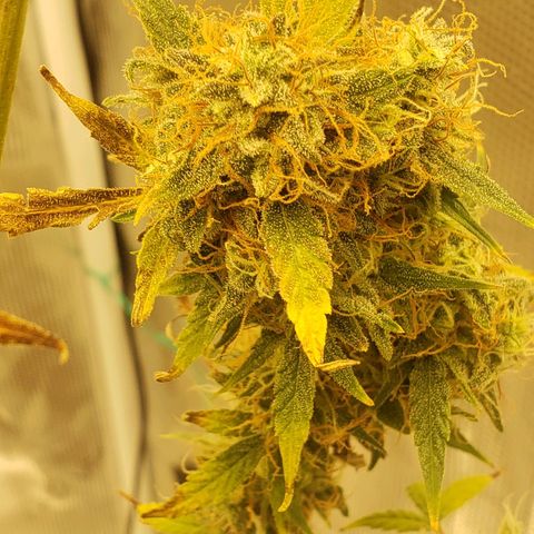 Geloctane  growlog photo: Couple more days 