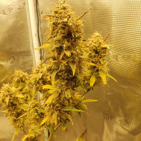 Geloctane  growlog photo: Couple more days 