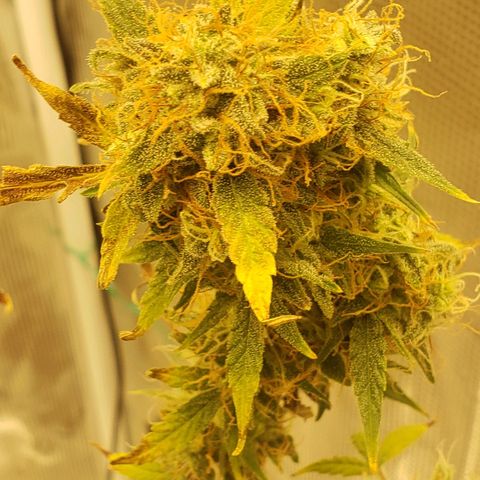 Geloctane  growlog photo: Couple more days 