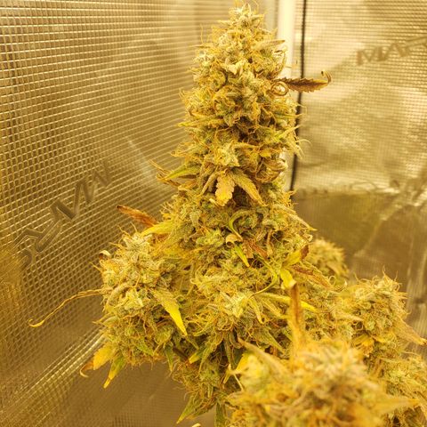 Geloctane  growlog photo: Couple more days 
