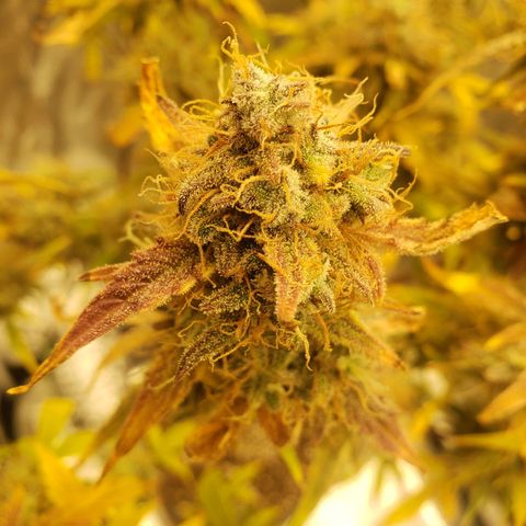 Geloctane  growlog photo: Couple more days 