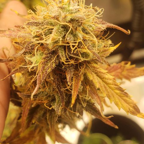 Geloctane  growlog photo: Couple more days 