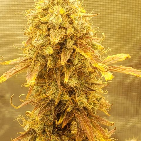 Geloctane  growlog photo: Just about time to harvest 