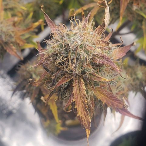 Geloctane  growlog photo: Just about time to harvest 