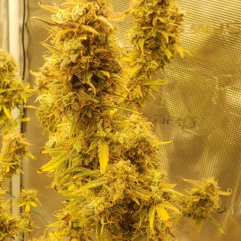 Geloctane  growlog photo: Just about time to harvest 