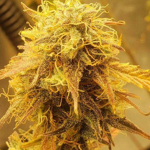 Geloctane  growlog photo: Just about time to harvest 