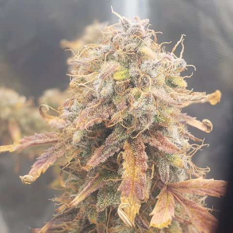 Geloctane  growlog photo: Just about time to harvest 