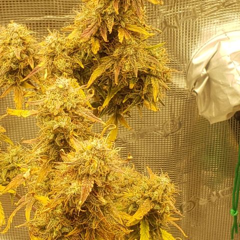 Geloctane  growlog photo: Just about time to harvest 