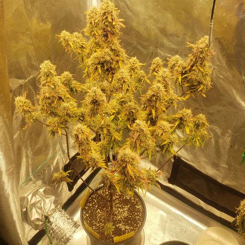 Geloctane  growlog photo: Just about time to harvest 