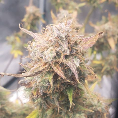 Geloctane  growlog photo: Just about time to harvest 