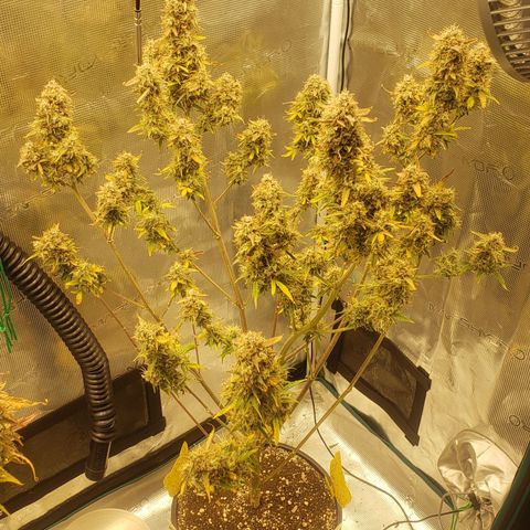 Geloctane  growlog photo: Just about time to harvest 