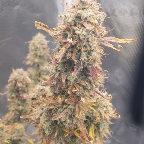 Geloctane  growlog photo: Chopping in the morning 