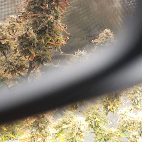 Geloctane  growlog photo: Chopping in the morning 