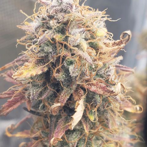 Geloctane  growlog photo: Chopping in the morning 