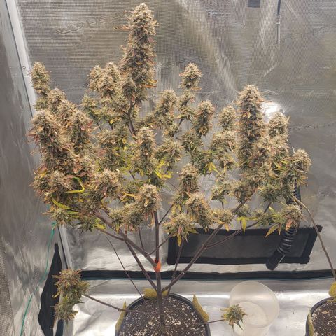 Geloctane  growlog photo: Chopping in the morning 