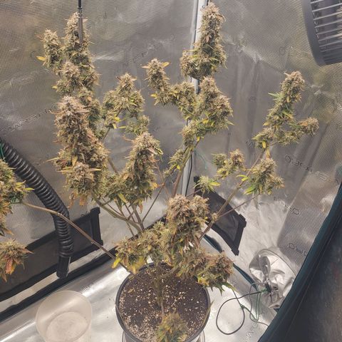 Geloctane  growlog photo: Chopping in the morning 