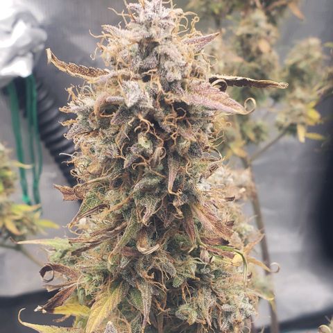 Geloctane  growlog photo: Chopping in the morning 