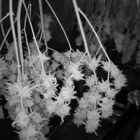 Geloctane  growlog photo: Chopped both kalifa Kush Autoflowers 6:30am
