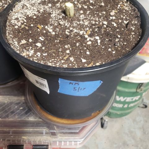 Geloctane  growlog photo: Chopped both kalifa Kush Autoflowers 6:30am