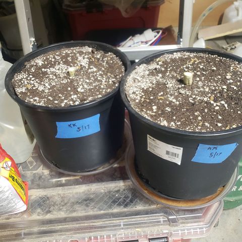 Geloctane  growlog photo: Chopped both kalifa Kush Autoflowers 6:30am