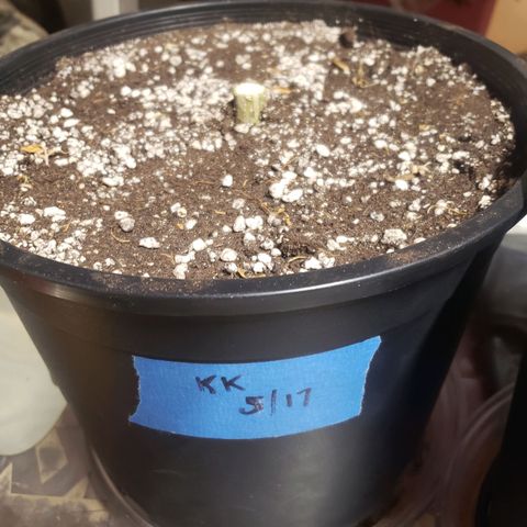 Geloctane  growlog photo: Chopped both kalifa Kush Autoflowers 6:30am