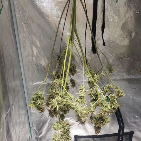 Geloctane  growlog photo: Harvested both kalifa Kush auto flowers 6:30am